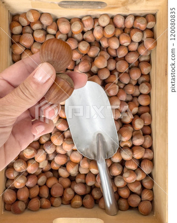 hand picks hazelnuts over blurred scoop spoon on nuts background at market. hand picks hazelnuts over blurred scoop spoon on nuts background at market. 120080835