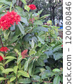 風景 120080846