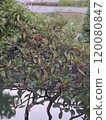 風景 120080847