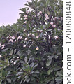 風景 120080848