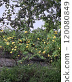 風景 120080849