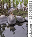 小鳥戲水 120080851