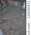 河中魚群 120080852