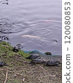 河中烏龜 120080853