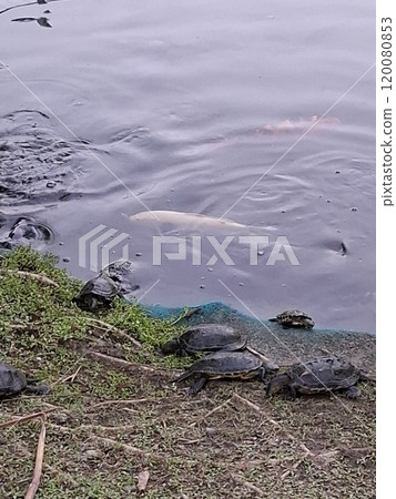 turtle in river turtle in river 120080853