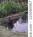 黑鵝游水 120080967
