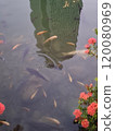 河中魚群 120080969