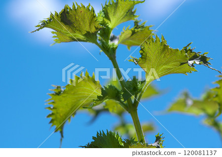 夏天的天空和藍色紫蘇葉 120081137