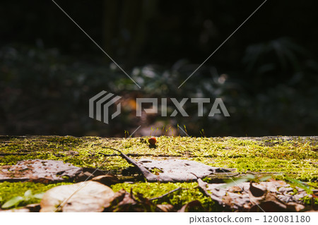 [Kizugawa City, Kyoto Prefecture/Yamashiromachi Forest Park] Mossy wooden table 120081180