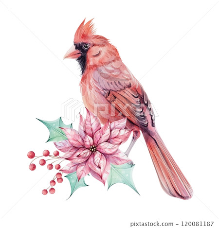 Watercolor Christmas bird red cardinal, with brunch, red berries and Red poinsettia flowers bouquet with holly green leaves. isolated. Symbol of Christmas. Hand drawn illustration 120081187