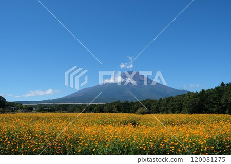 Kibana 波斯菊花田和富士山在藍天的映襯下熠熠生輝 120081275