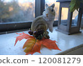 Squirrel looking at autumn leaves 120081279