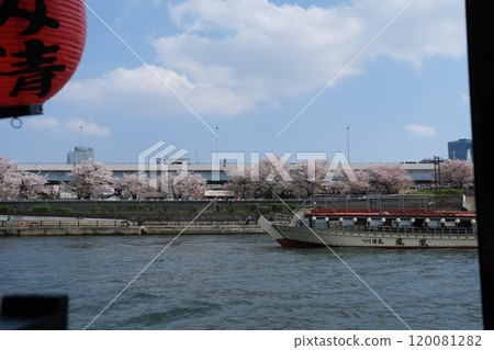 Yatai boats passing through the Sumida River with cherry blossoms in full bloom 120081282