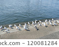 A gathering of black-headed gulls 120081284