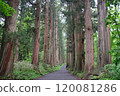 A path lined with cedar trees 120081286