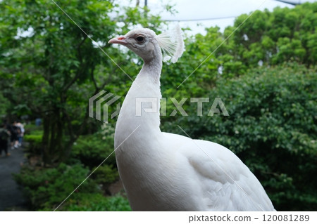 White Peacock 120081289