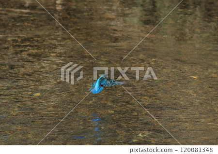 Landscape of the water surface where a kingfisher flies 120081348