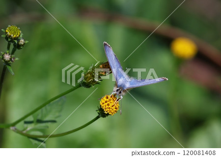 Close-up of a blue lycaenid butterfly 120081408