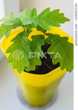 Young oak sapling growing in a yellow pot on a windowsill 120081534