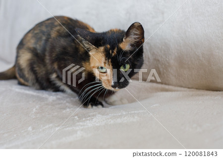 Black and red young cat pet sitting on comfortable sofa at home 120081843