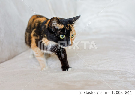Playful young cat pet sitting on comfortable sofa indoor 120081844