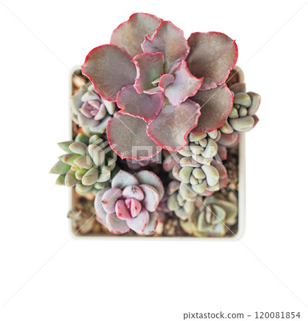 Mini garden with Echeveria Bittersweet succulent on white background 120081854