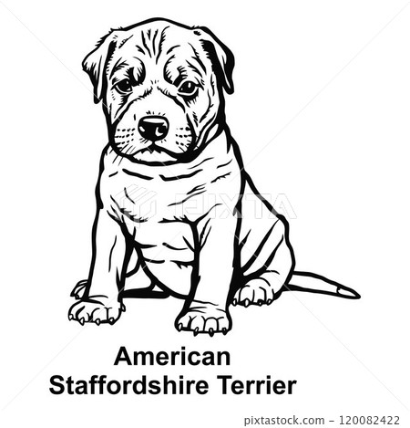 Puppy American Staffordshire Terrier - Dog Breed, Puppy Breed Vector File, detailed vector 120082422