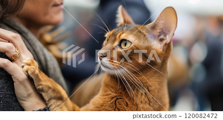 Closeup of Elegant Abyssinian Cat Held by Woman in Outdoor Setting. Ai generative Closeup of Elegant Abyssinian Cat Held by Woman in Outdoor Setting. Ai generative 120082472