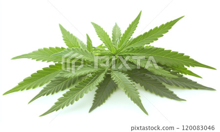 Green leaves are spread on a light background. Concept of nature and herbal products. For educational material on plant identification. 120083046