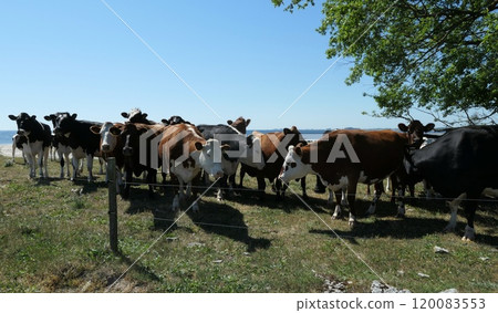 Cows on eastern Oland island, Sweden. 120083553