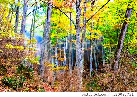 Autumn landscape in La Fageda de Grevolosa park in Barcelona, Catalonia 120083731