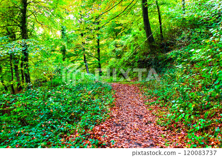 Autumn landscape in La Fageda de Grevolosa park in Barcelona, Catalonia Autumn landscape in La Fageda de Grevolosa park in Barcelona, Catalonia 120083737