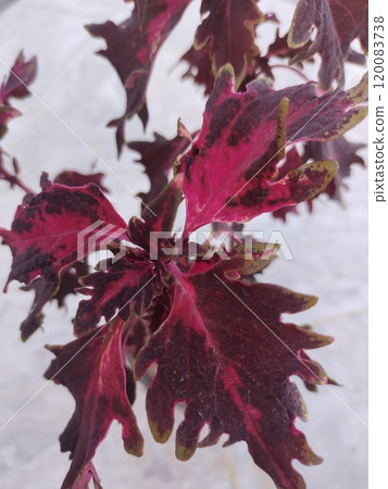 Coleus variety red, maroon leaves Coleus variety red, maroon leaves 120083738