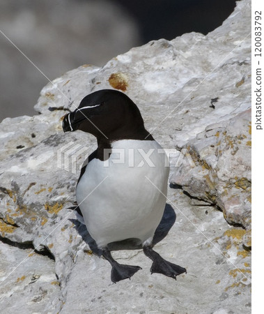 Razorbill Alca torda at springtime on a ledge at the Island Stora Karlso, Gotland, Sweden. 120083792