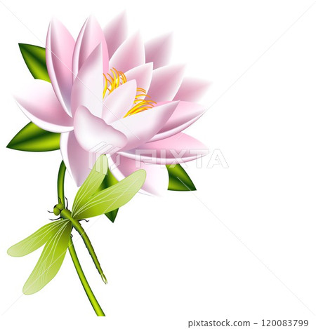 A lotus flower with dragonfly on a white background. 120083799