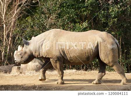 Eastern black rhinoceros roaming 120084111