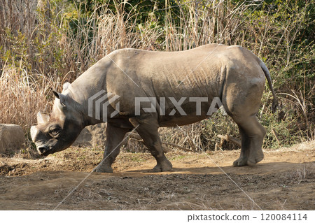 Eastern black rhinoceros roaming Eastern black rhinoceros roaming 120084114