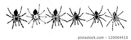Spider icons set. Flat, icons of different types of spiders, set of spiders. . hand drawing. Not AI, Vector illustration 120084418