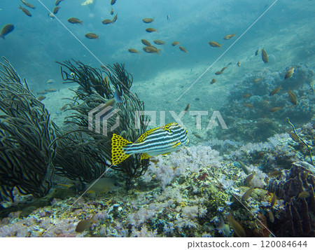 Oriental sweetlips, or oriental blubber lips, is a species of marine ray-finned fish 120084644