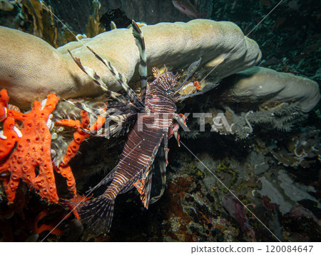 Red Lionfish or Pterois volitans a beautiful colored venomous coral reef fish from Indo-Pacific Red Lionfish or Pterois volitans a beautiful colored venomous coral reef fish from Indo-Pacific 120084647