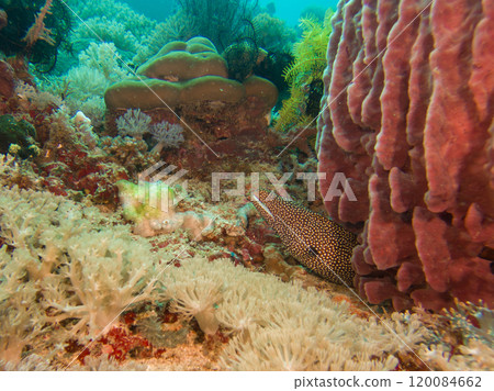 A White Mouth Moray Eel or Gymnothorax meleagris at a scuba dive in Puerto Galera, Philippines A White Mouth Moray Eel or Gymnothorax meleagris at a scuba dive in Puerto Galera, Philippines 120084662