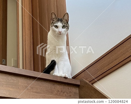 A cat sitting on the stairs, waiting to be called A cat sitting on the stairs, waiting to be called 120084824