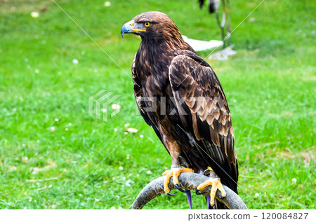 eagle, bird, portrait 120084827