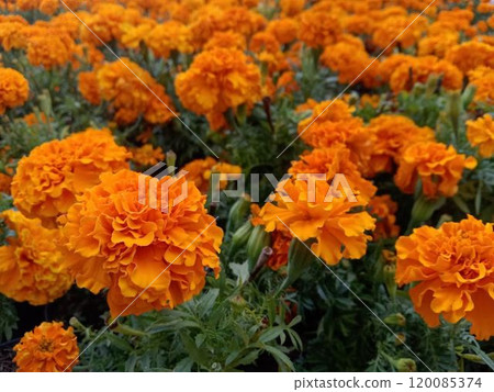 Blooming marigolds: a symbol of Mexico's Day of the Dead 120085374