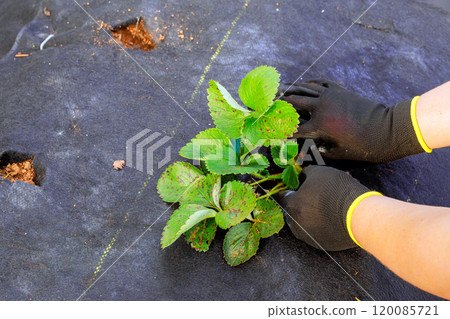 Planting strawberries in prepared bed of soil by hand, female gardener 120085721