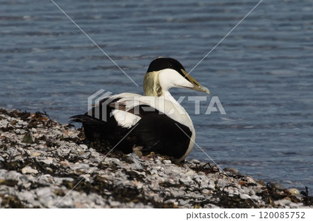 Common Eider (Somateria mollissima) male at the Baltic sea, at Stora Karlso, Gotland, Sweden. 120085752