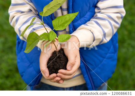 Child holding small plant with fresh leaves learning about value of protecting earth's resources Child holding small plant with fresh leaves learning about value of protecting earth's resources 120086631