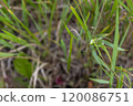 Close-up of a green mantis resting on thin grass at noon in a natural setting 120086751