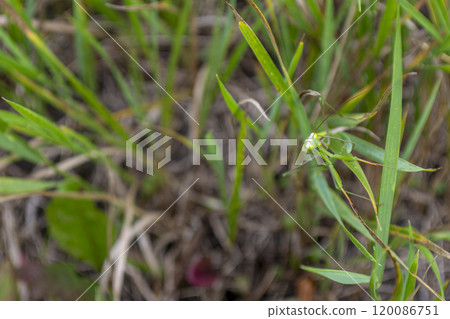 Close-up of a green mantis resting on thin grass at noon in a natural setting 120086751