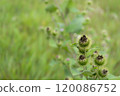 Close-up of burdock plant with distinctive burrs growing in a lush green field during a sunny day in late summer 120086752